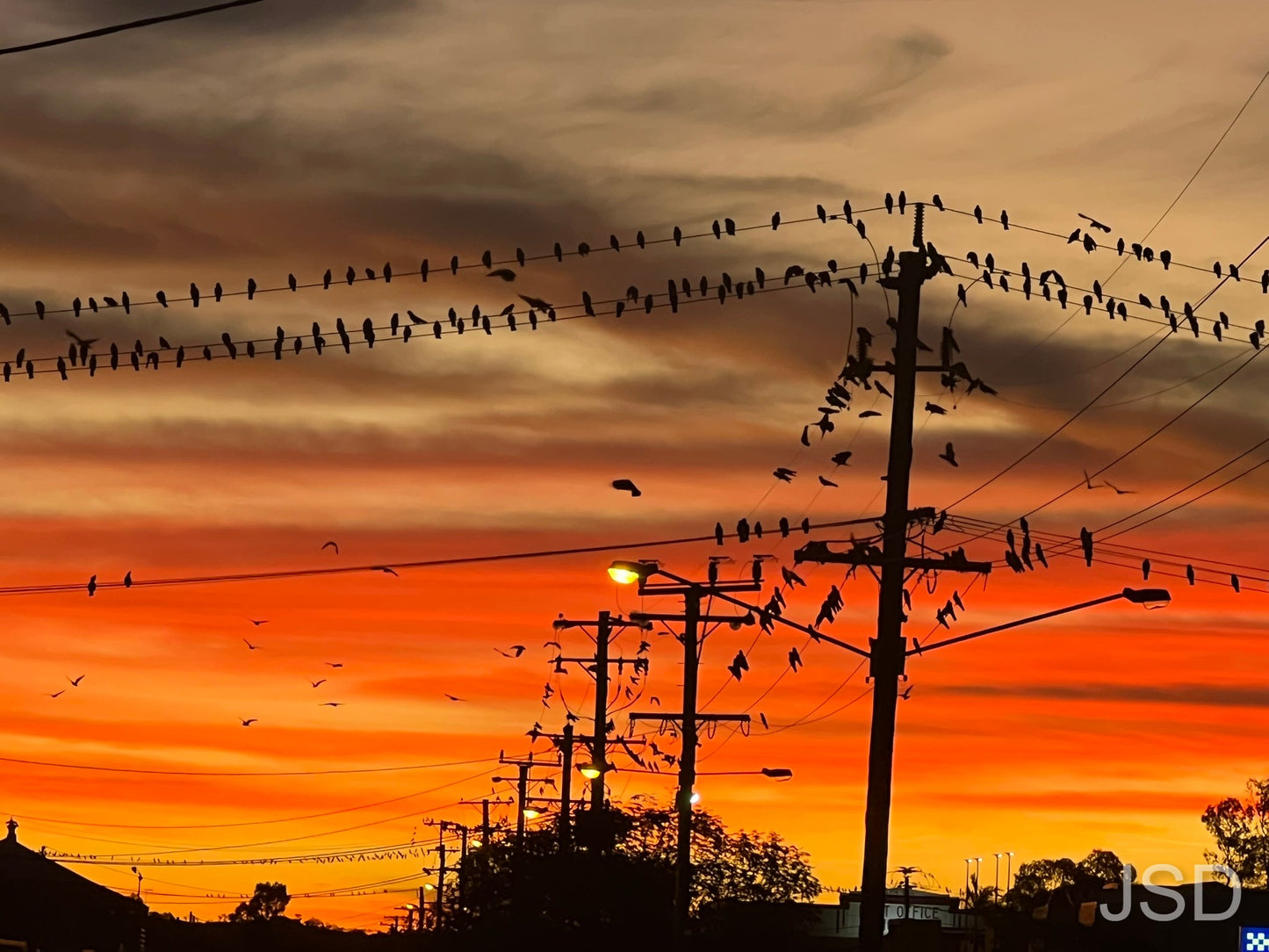 Sunset, power lines and birds